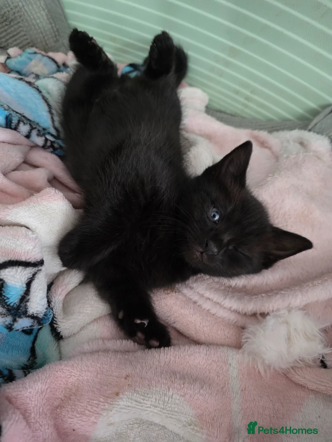 Mixed Breed cats for sale: 4 black kittens  - Advert 5