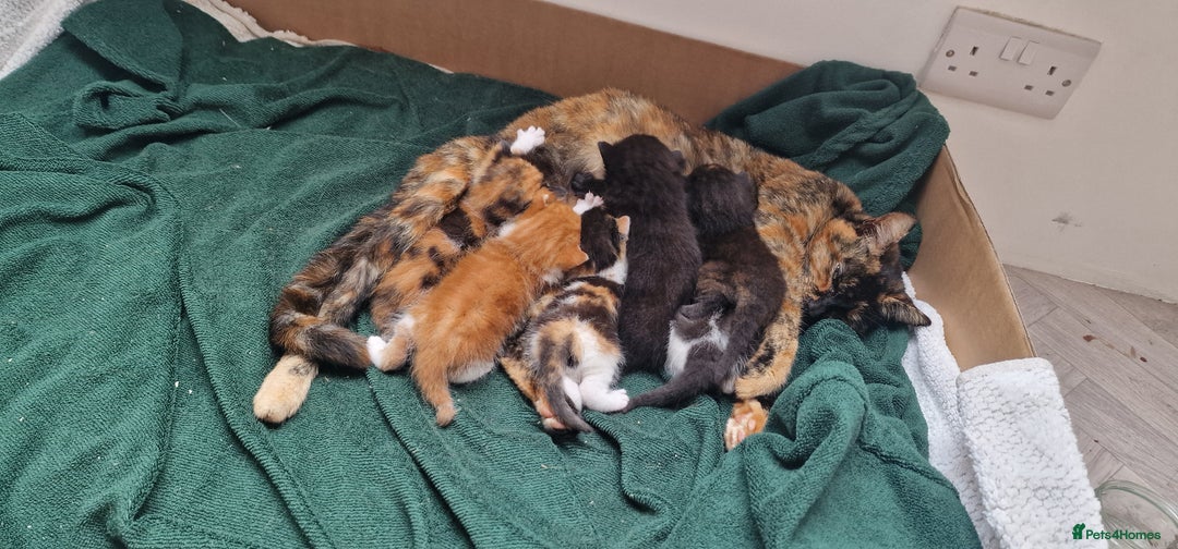 Domestic Shorthair cats for sale: Panda & Soots 2 Gorgeous Older Kittens - Image 5