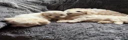 Cavachon dogs for sale: Cavachon pups  in Omagh - Advert 4