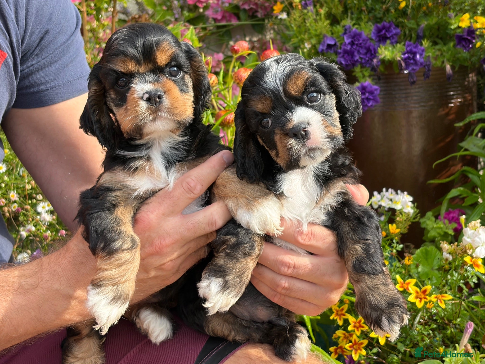 American Cocker Spaniel dogs Darling American Cocker babies - Advert 1