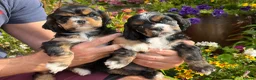 American Cocker Spaniel dogs for sale: Darling American Cocker babies - Advert 1
