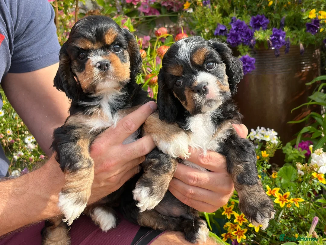 American Cocker Spaniel dogs for sale: Darling American Cocker babies - Advert 1