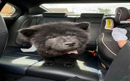 Chow Chow dogs for sale: Female Chow Kiki - Advert 7