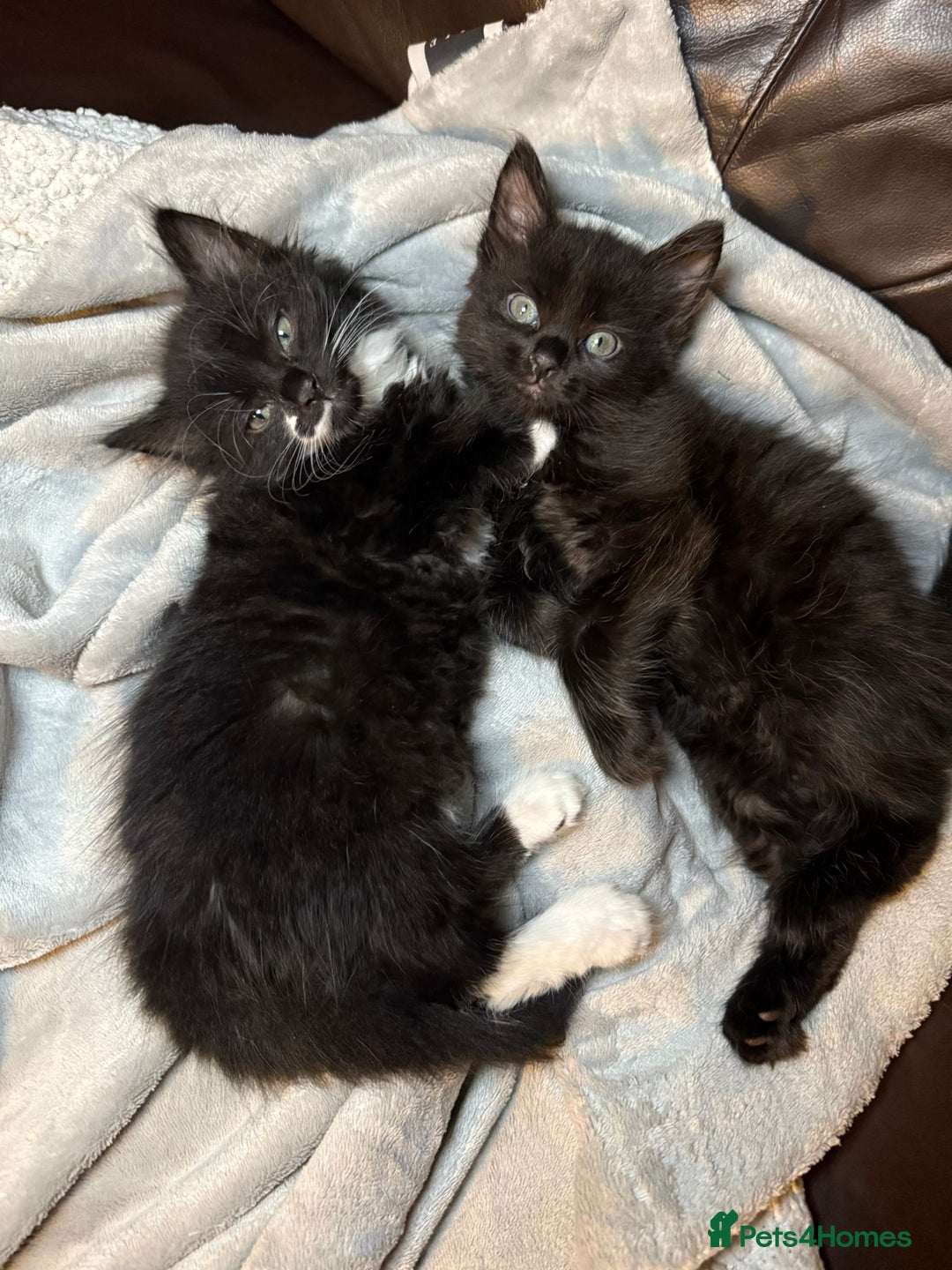 British Longhair cats for sale: British Longhair mix Kittens  - Image 7