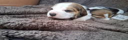 Beagle dogs for sale: Champion Tri-Color Beagles pups! in Doncaster - Advert 12