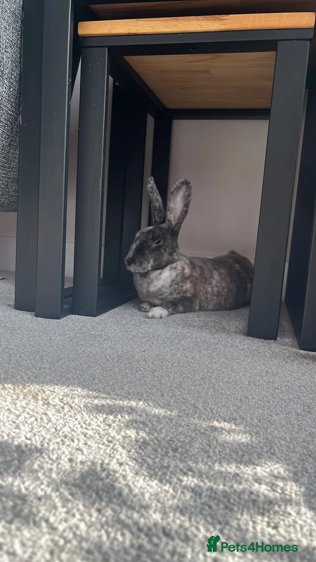 Rex rabbits for sale: Mini Rex magpie colouring female rabbit in Liverpool - Advert 7