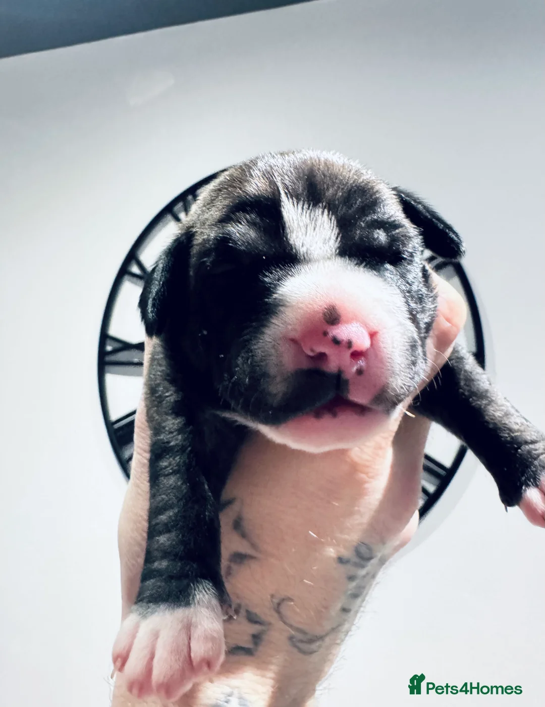 Staffordshire Bull Terrier dogs for sale: Staffordshire bull terrier 3 males  - Advert 13