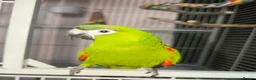 Macaws birds for sale: Red Shouldered Hahns Macaw in Bilston - Advert 2