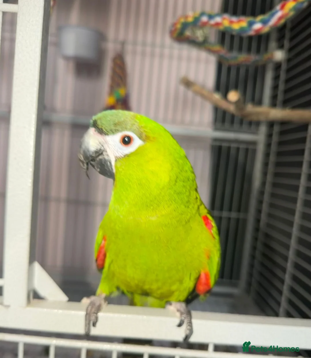 Macaws birds for sale: Red Shouldered Hahns Macaw in Bilston - Advert 2