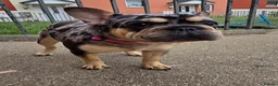 French Bulldog dogs for sale: French bulldog Rope nose  - Advert 4