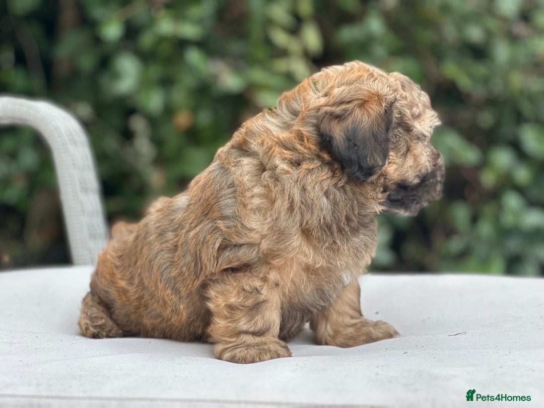Mixed Breed dogs for sale: Stunning Norfolk terrier x jrt pups ready now - Image 20