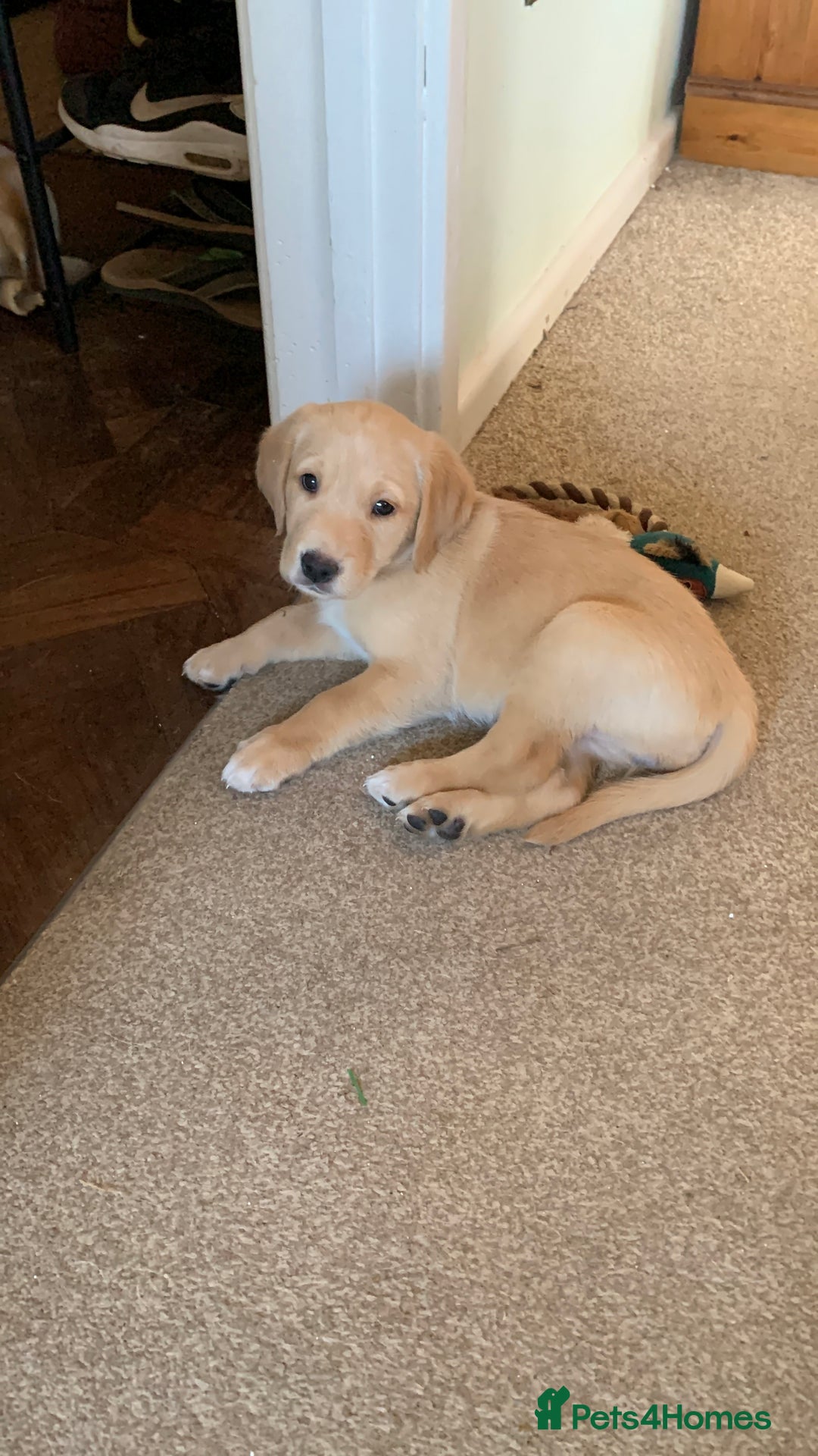 Goldador dogs for sale:  3 Very cute goldador female puppies  - Advert 3