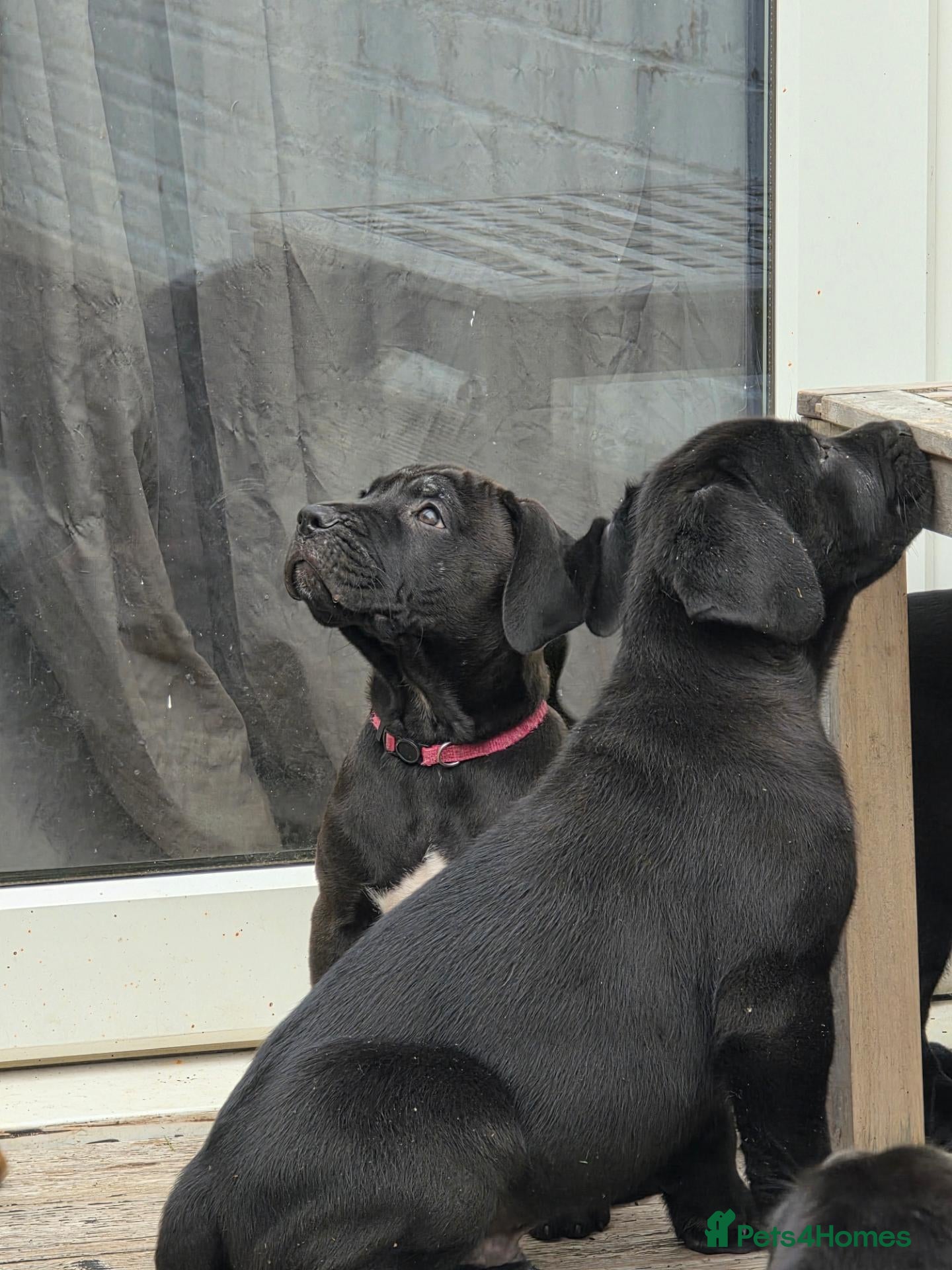 Cane Corso dogs 88% Cane Corso x 12% Malinois Pups (Ready NOW) - Advert 2
