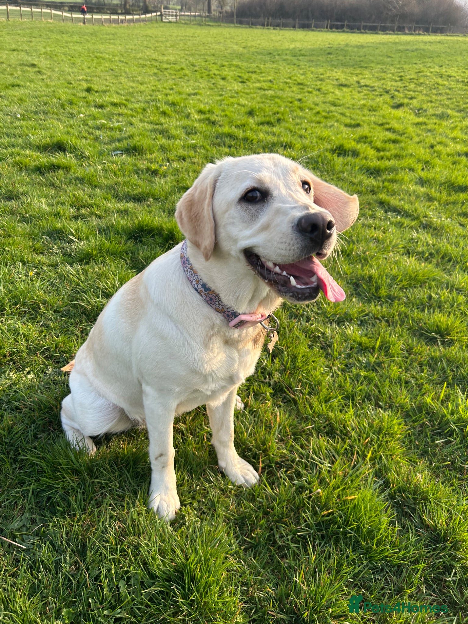 Labrador Retriever dogs Beautiful golden Labrador female age 8 months old  - Advert 2