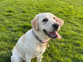 Labrador Retriever dogs Beautiful golden Labrador female age 8 months old - Advert 2