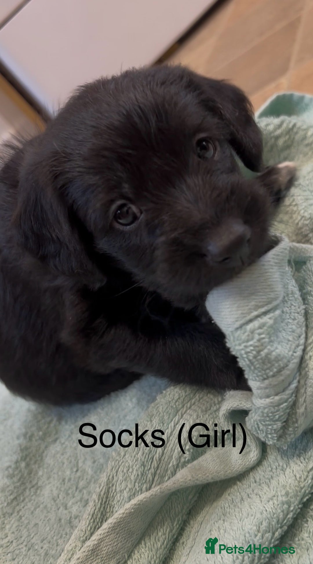 Labradoodle dogs for sale: Labradoodles - Image 3