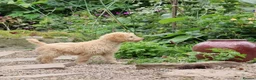 Labradoodle dogs for sale: Beautiful Third-Generation Labradoodle Puppie - Advert 34