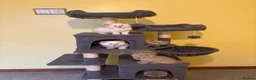 Ragdoll cats for sale: RARE CINNAMON CARRYING RAGDOLL KITTENS AVAILABLE  - Advert 29