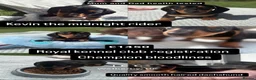 Miniature Dachshund dogs for sale: READY TO GO ! Miniature smooth haired dachshund - Advert 32