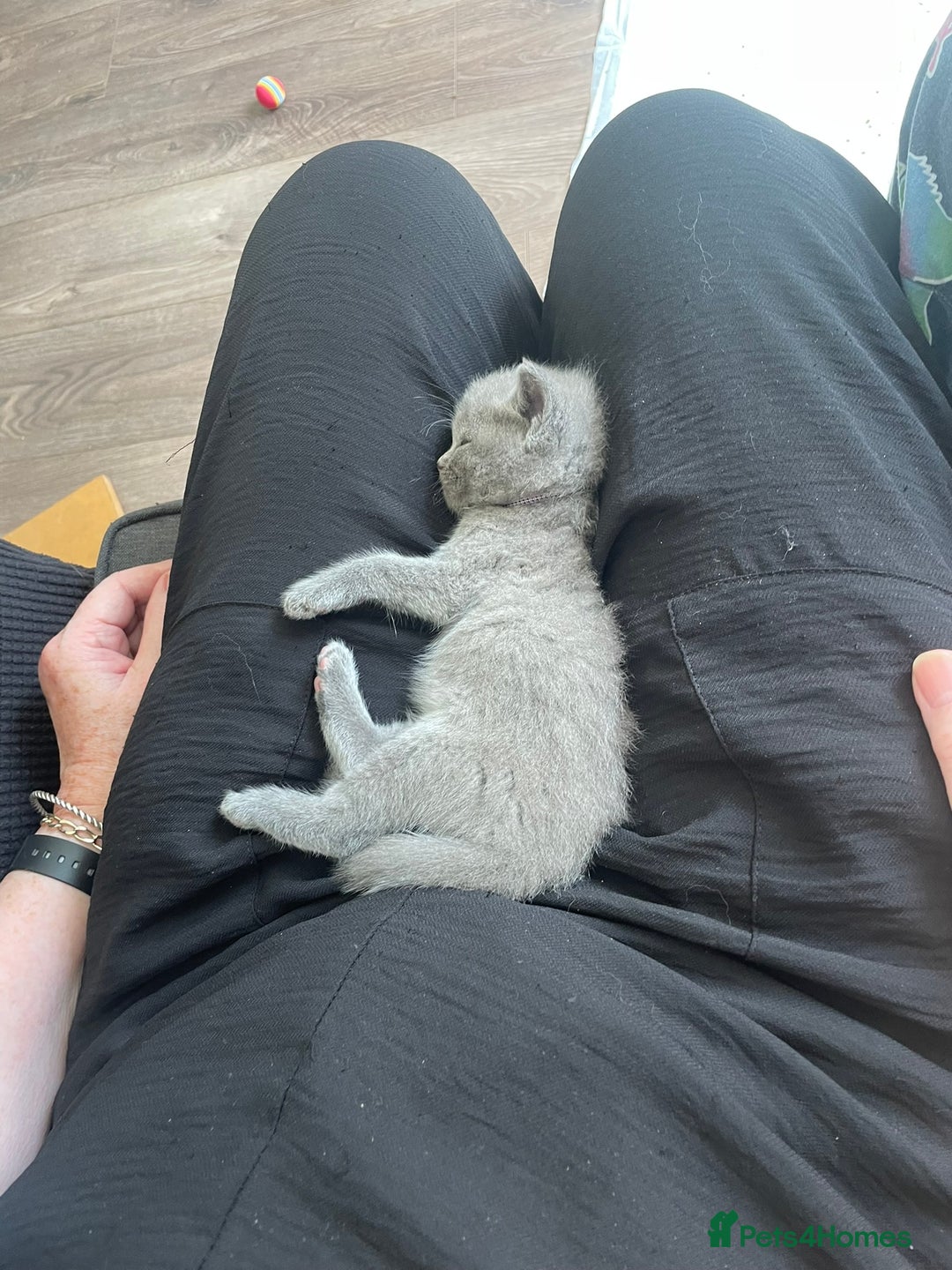 Ragdoll cats for sale: Cuddly & Sweet Ragdolls - Image 22
