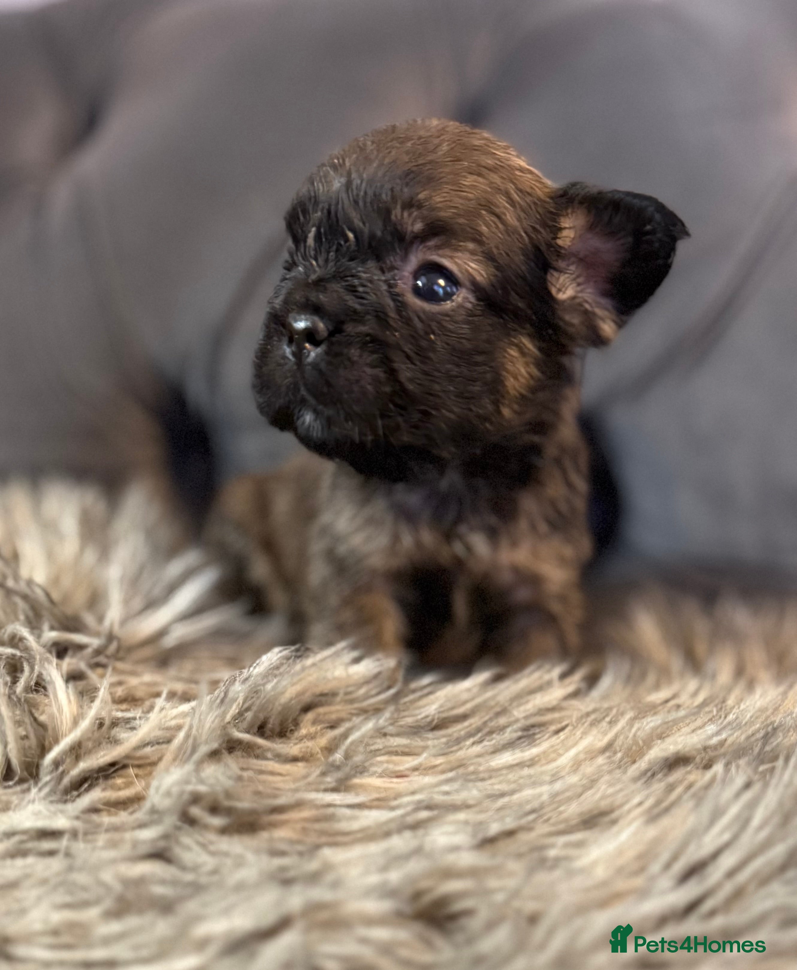 French Bulldog dogs 10 Full Fluffy French Bulldogs  - Advert 17