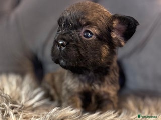 French Bulldog dogs 10 Full Fluffy French Bulldogs - Advert 17