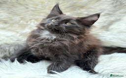 Maine Coon cats for sale: Maine Coon Kittens ❤️ GCCF and TICA registered  - Image 12