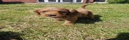 Cavapoo dogs for sale: Cavapoo Red F1b puppies  - Advert 7