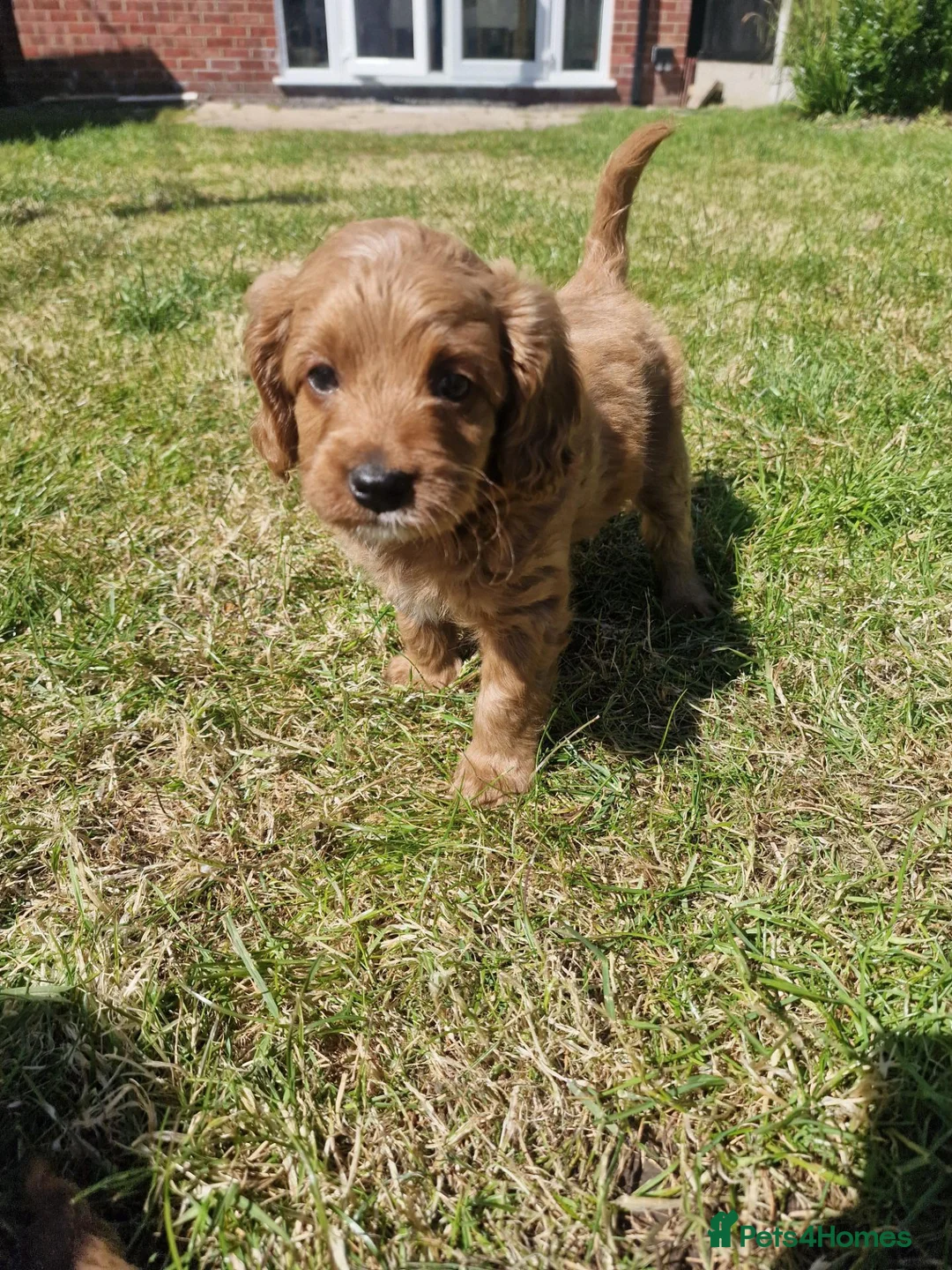 Cavapoo dogs for sale: Cavapoo Red F1b puppies  - Advert 7