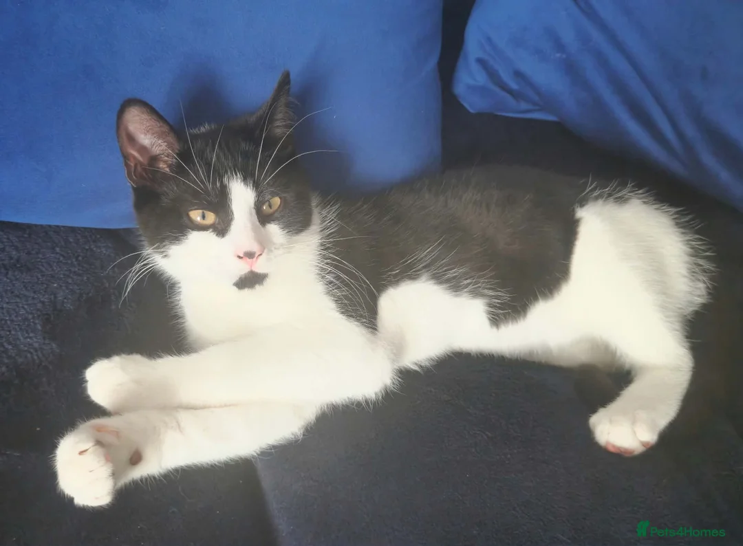 Mixed Breed cats for sale: 2 brothers in need of a new home  in Colwyn Bay - Advert 6