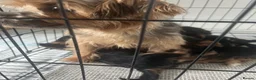 Yorkshire Terrier dogs for sale: Lovely yorkie pups! in Southampton - Advert 3