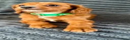 Cavapoo dogs for sale: 6 F1 Cavapoos - Advert 4