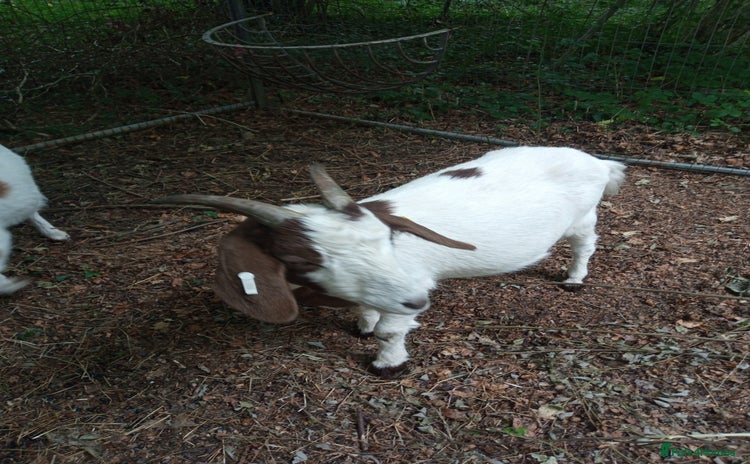 Goats livestock - Advert 13