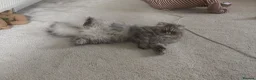 Persian cats for sale: Female Persian silver cat - Advert 3