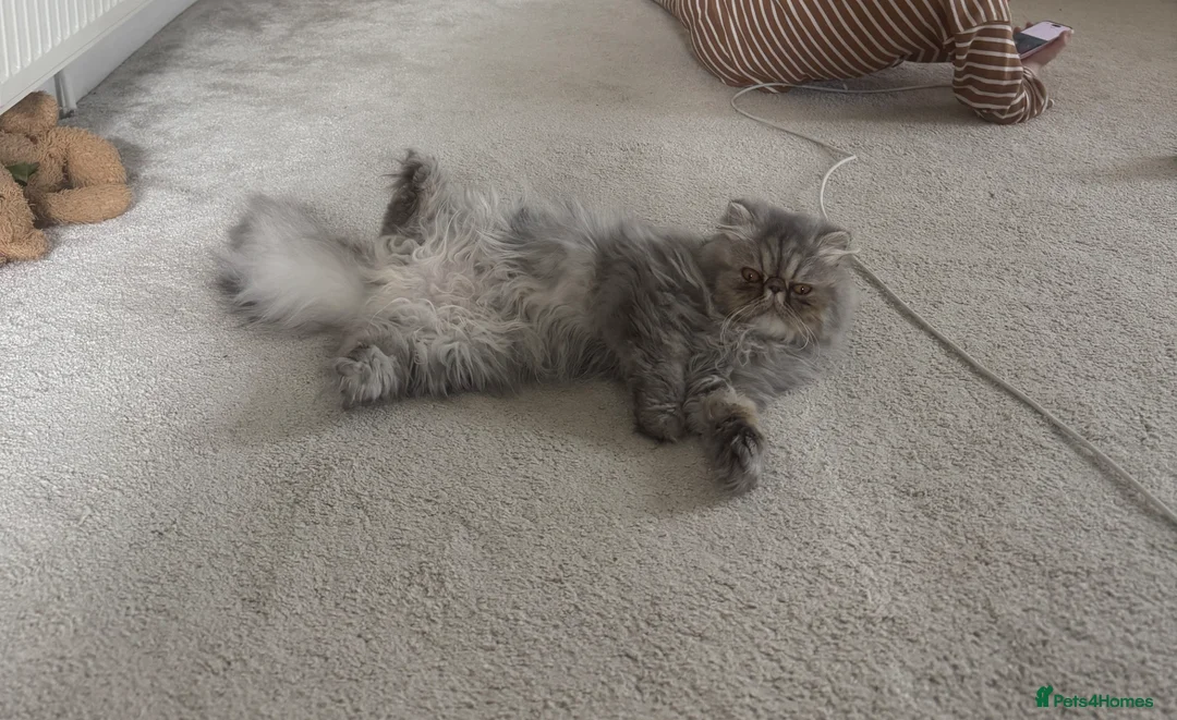 Persian cats for sale: Female Persian silver cat - Advert 3