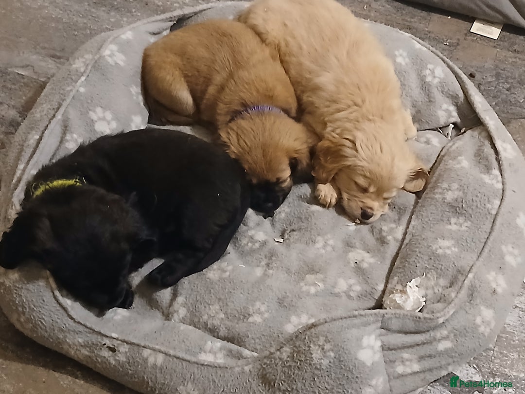 Mixed Breed dogs for sale: 2 pups left  - Advert 8