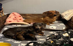 Miniature Dachshund dogs for stud: Smooth red miniature dachshund for stud - Image 2