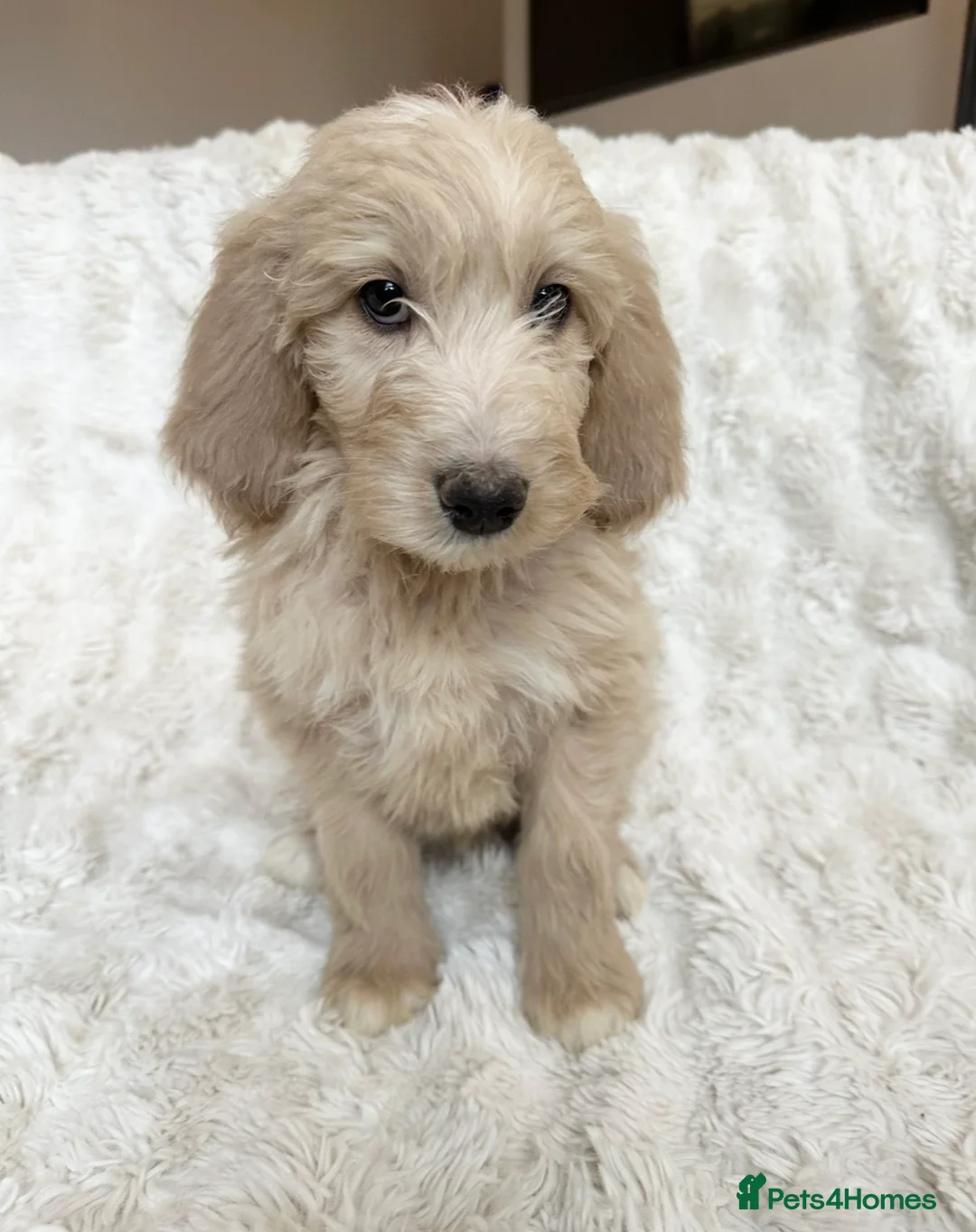 Goldendoodle dogs for sale: Big chunky doodles looking for homes  - Advert 1