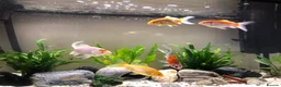 Goldfish fish for sale: 5 mixed gold fish looking for a new home in Aylesbury - Advert 3