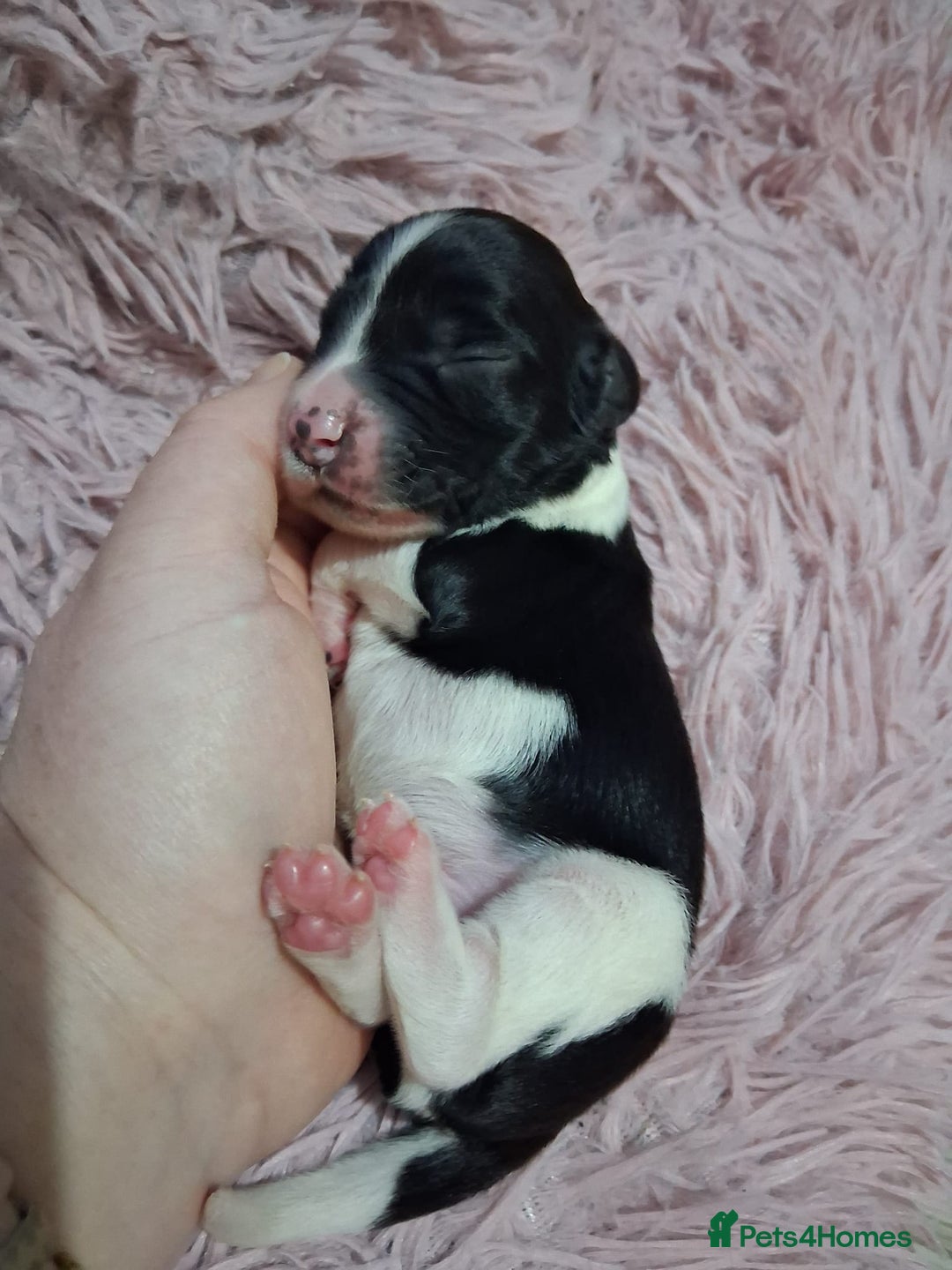 English Springer Spaniel dogs for sale: 🐾KC Reg English Springer Spaniel Puppies for Sale - Advert 3