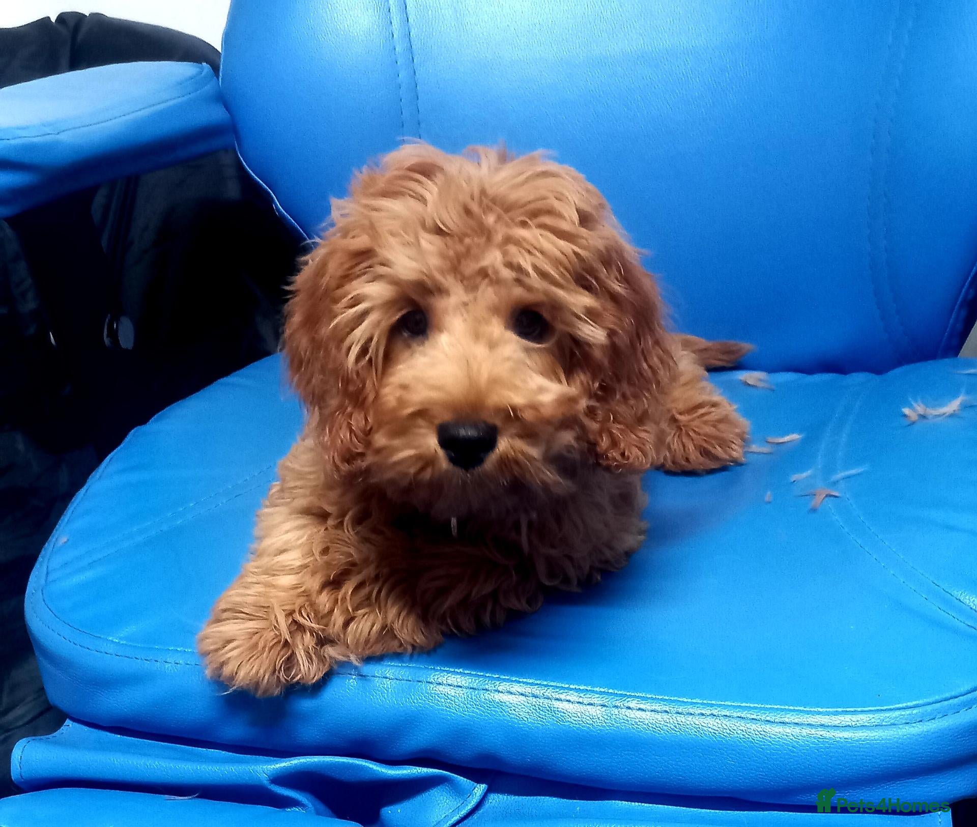 Cavapoo dogs One boy left deep red colour  - Advert 2
