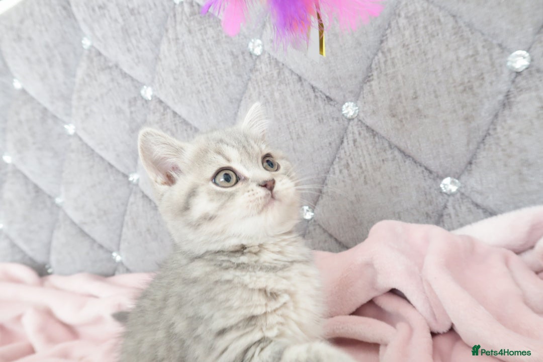 British Shorthair cats for sale: GCCF 💛 Sandy 💛 Pedigree British Shorthair Kitten - Advert 3