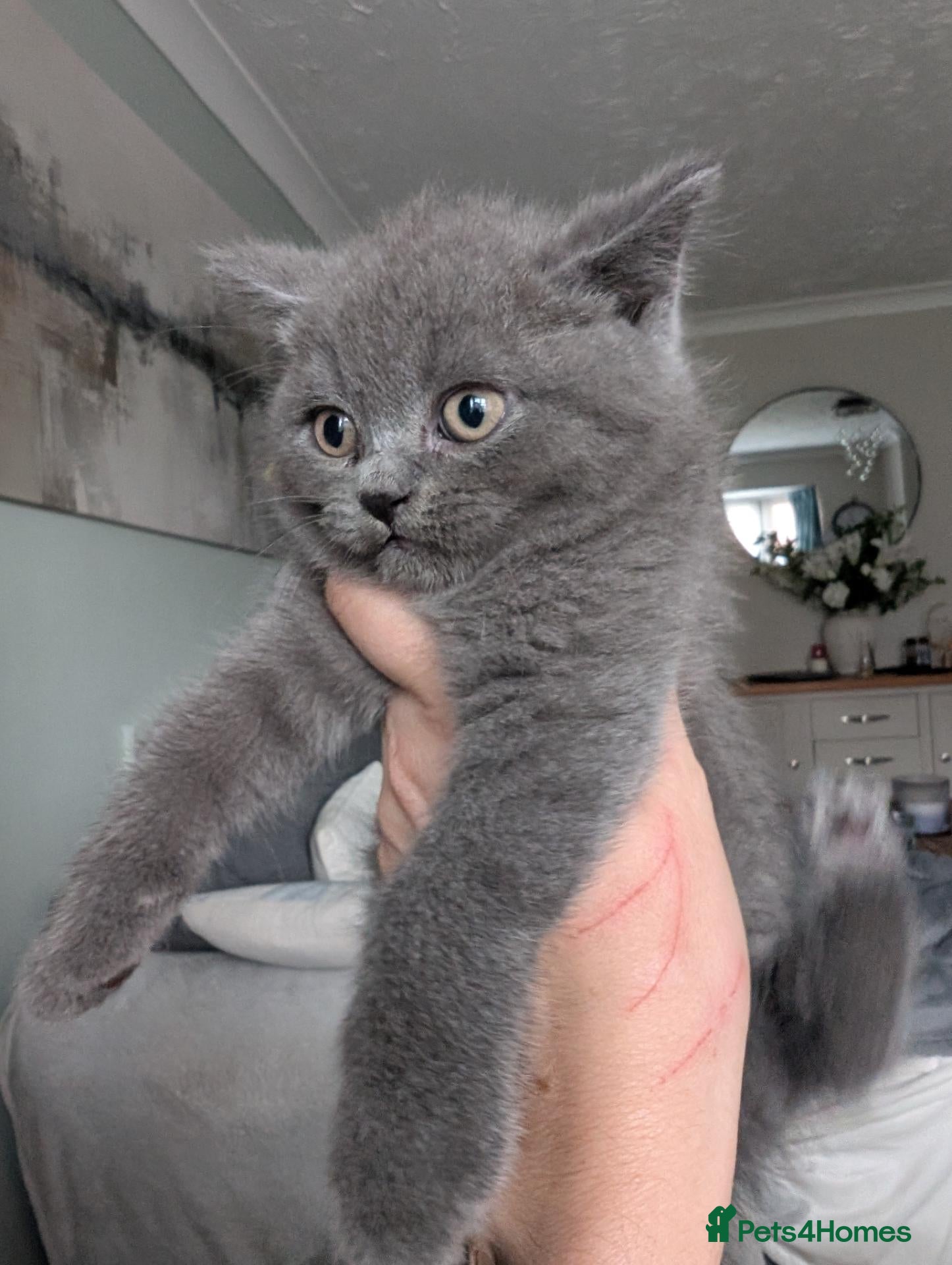 British Shorthair cats ❤️❤️Stunning GCCF Beautiful BSH kittens ❤️❤️  - Advert 2