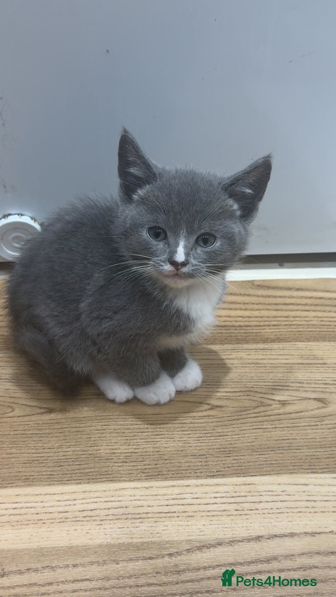 Mixed Breed cats 9 Beautiful Kittens Ready for Loving Homes - Advert 1