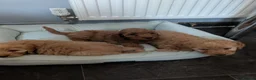 Cockapoo dogs for sale: ❤️ Beautiful Cockerpoo Puppies 2 Girls & 4 Boys ❤️ - Advert 9