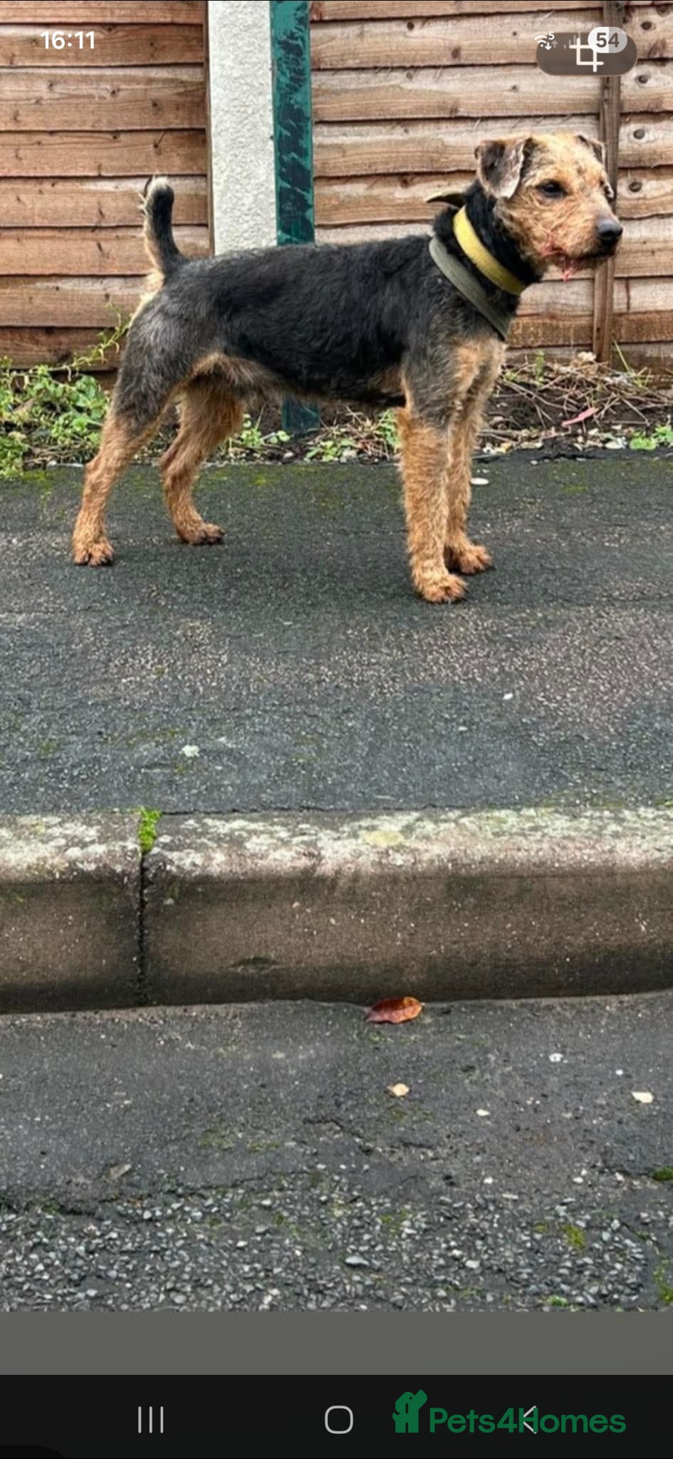 Lakeland Terrier dogs Lakeland terrier Stud dog - Advert 1