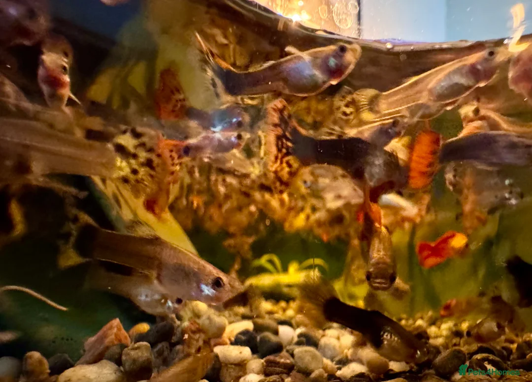 Other/Mixed Breed fish for sale: Beautiful Guppies in Chiswick - Various Colours in London - Advert 2