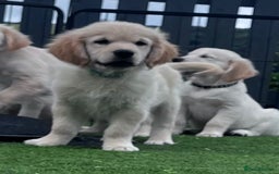 Golden Retriever dogs for sale: 🏆 Kc reg puppies health tested parents 🏆 - Image 3