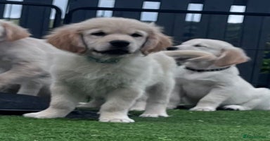 Golden Retriever dogs - Advert 3