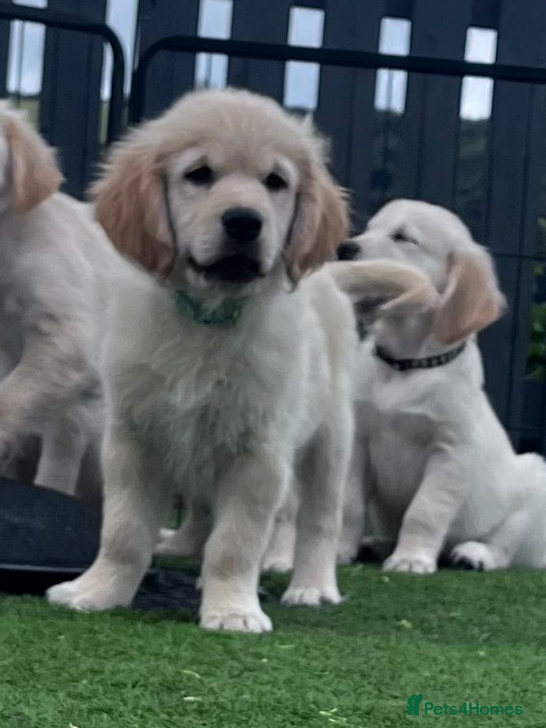 Golden Retriever dogs for sale: 🏆 Kc reg puppies health tested parents 🏆 - Image 3